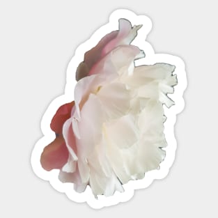 Cutout Floral Photo Pale Pink Peony Flower Sticker
